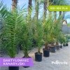 Phoenix Canariensis - Daktyloweic Kanaryjski 140-180cm